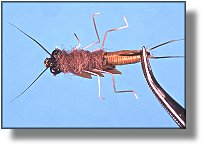https://www.flyanglersonline.com/flytying/fotw/asn38.jpg
