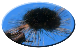 https://www.flyanglersonline.com/flytying/fotw2/pmcfly.jpg