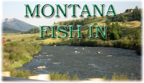 Montana Fish In