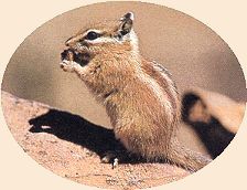 Colorado Chipmunk