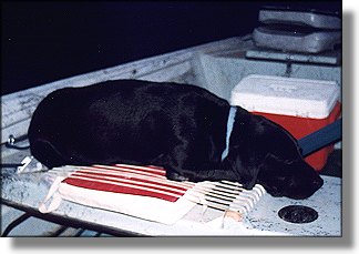 Coal at the end of a tough day on the Big Horn