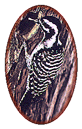 Ladder-backed woodpecker