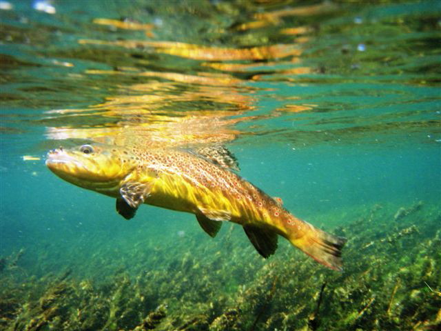 FAOL metamorphosis image