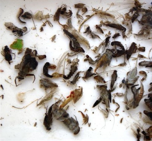 FAOL metamorphosis image