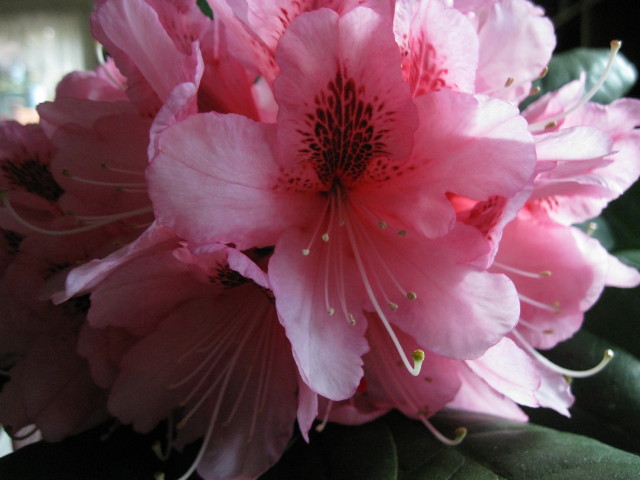 FAOL homepage image
