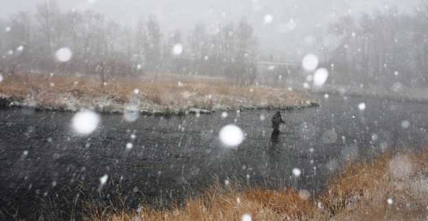 FAOL homepage image