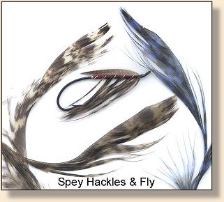 Spey Hackle and Spey Fly