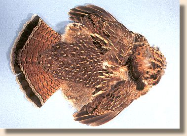 Grouse skin
