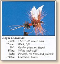 Royal Coachman