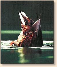 Yes, that part of the duck