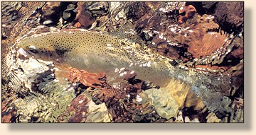 Westslope Cutthroat Trout
