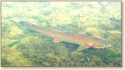 The star of the Fish-In