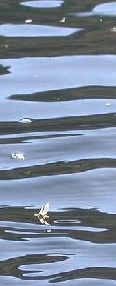 Afternoon mayfly hatch