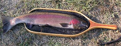 Deschutes Steelhead