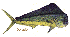 Dorado