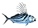 Roosterfish