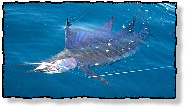 Sailfish!
