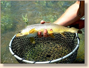 Shawn's 22 inch Brown