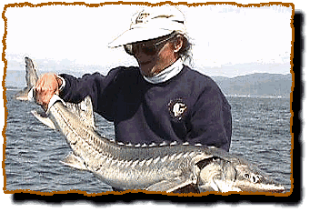Ladyfisher's Sturgeon