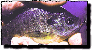 Bluegill