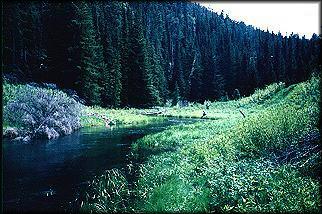 Castle Creek, LadyFisher and Al upstream