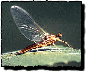 Mayfly