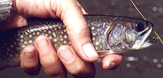 And a brookie