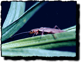 Stonefly