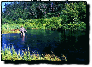 Summer, Spring Creek