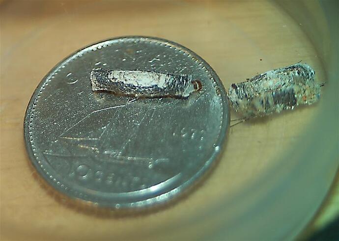 CasingA (Medium).jpg