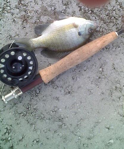 fish1.jpg