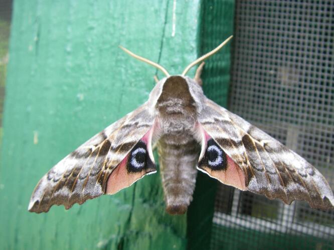 Moth 2.jpg
