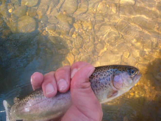 unicoi bow.jpg