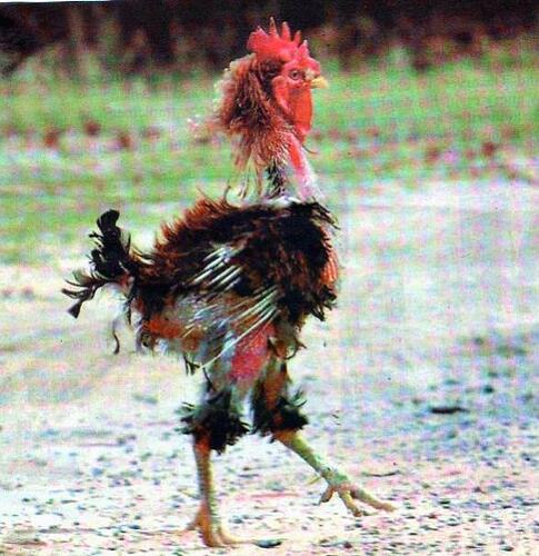 Flytying chicken2.jpg