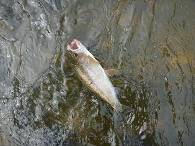 Rainbow_25cm_Ohinemuri_Jan1_2014B.jpg