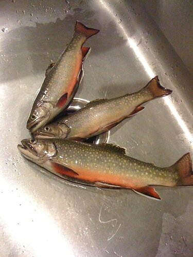 Catch of the day.jpg