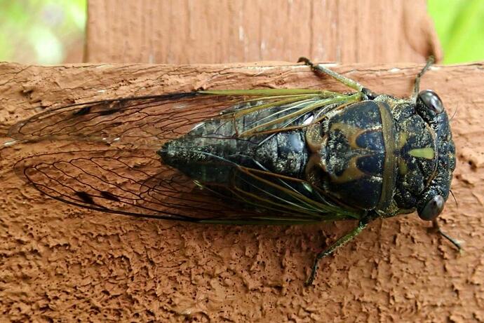 cicada18.jpg
