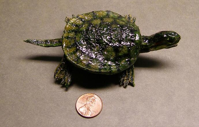 Turtle top plus penny 1000.jpg