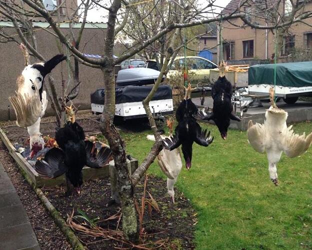 Birds.jpg