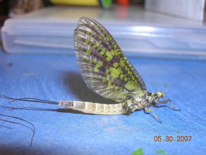 5-30-07 039.jpg