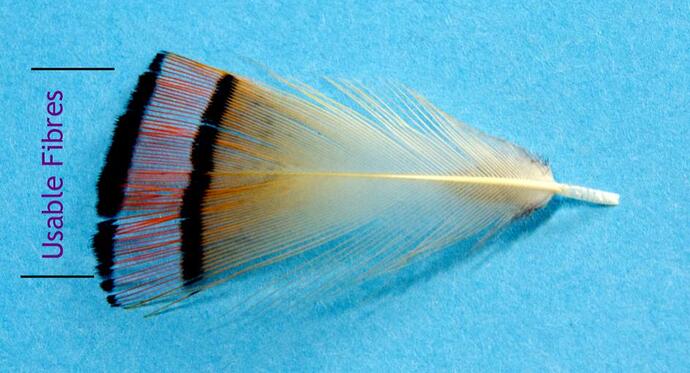Black Pennel_0001.jpg