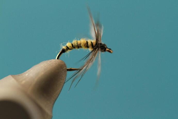 Caddis softhackle 2.jpg