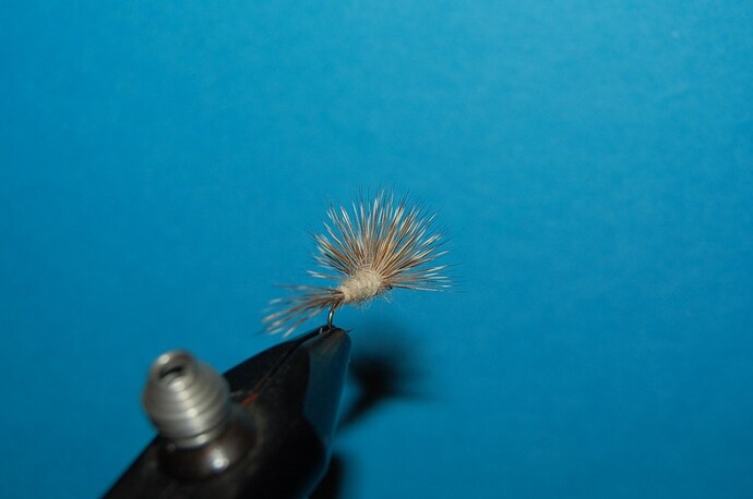 DSC_1304.jpg