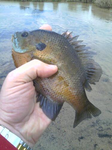 bluegill.jpg