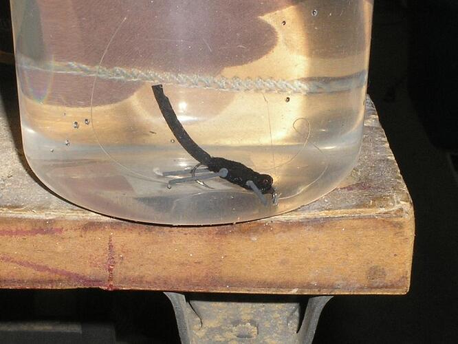 Salamander 3.0.jpg