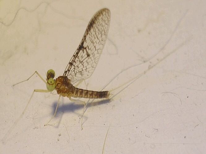 insects 6-26-07 004.jpg