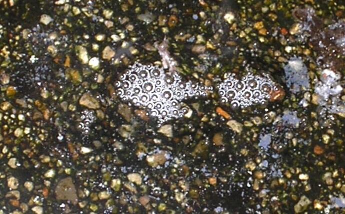 Mosquito eggs 3.jpg