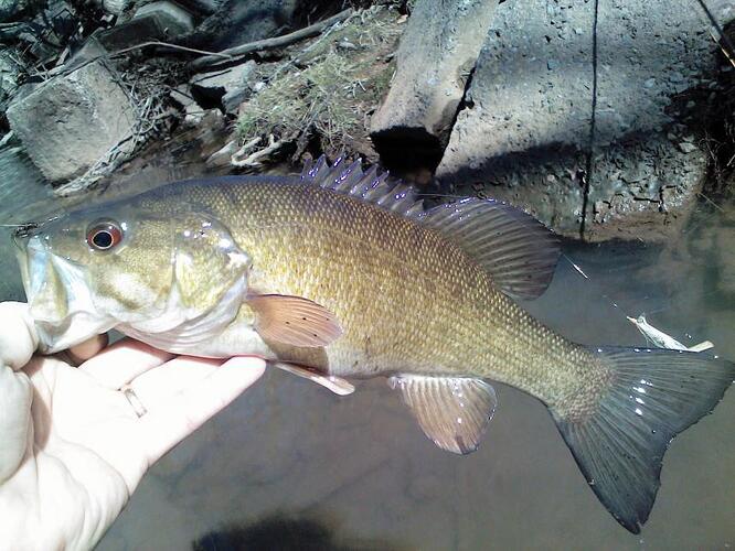 2016 First Bass.jpg