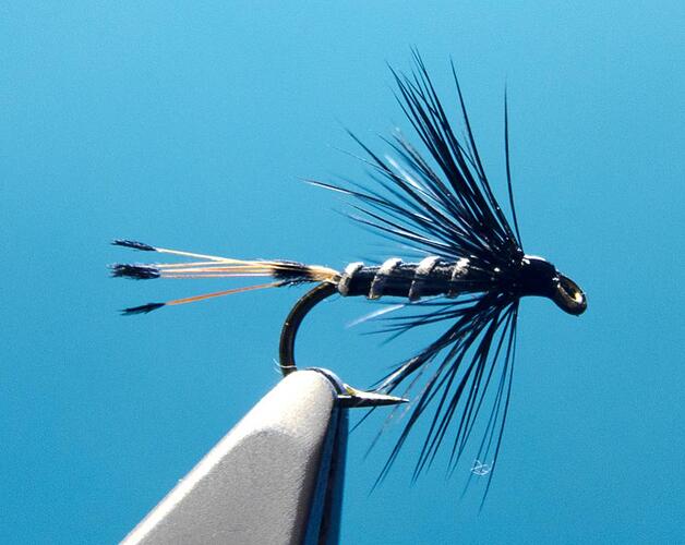 Black Pennel_0004.jpg