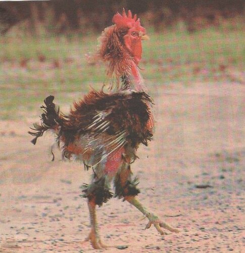 Flytying chicken.jpg